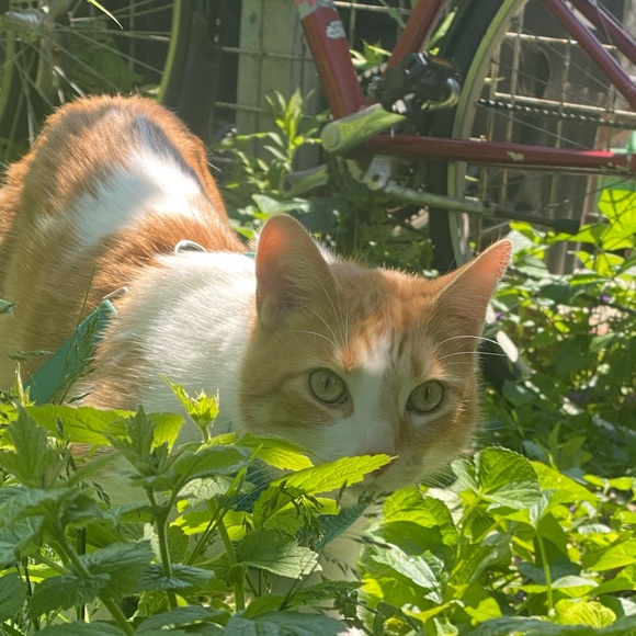 Meet your Posher, Maia - Picture 1 of 1